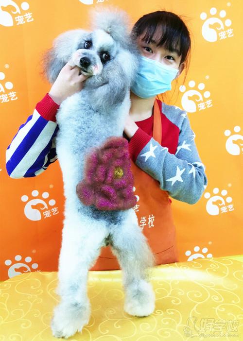 北京宠艺宠物美容师培训中心